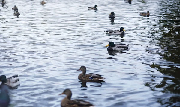 Vögel auf dem Teich. ein Schwarm Enten und Tauben am Wasser. mi — Stockfoto