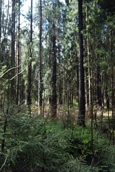 Foresta di pini. Profondità di una foresta. Viaggio attraverso i sentieri forestali. T — Foto Stock