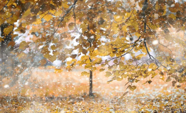 初雪の秋の公園 — ストック写真