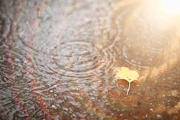 Lluvia de otoño en el parque —  Fotos de Stock