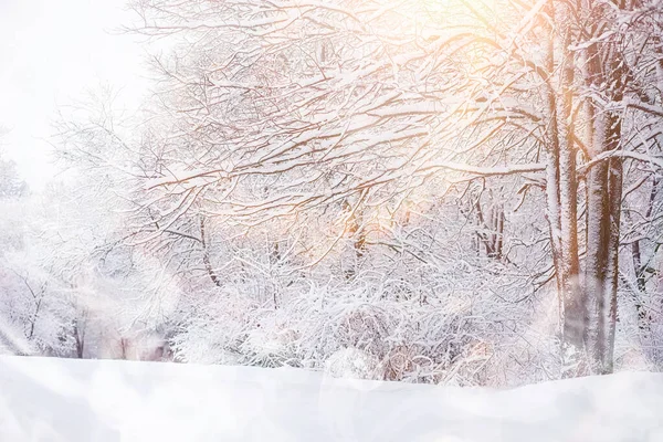 Paisaje invernal. Bosque bajo la nieve. Invierno en el parque . —  Fotos de Stock