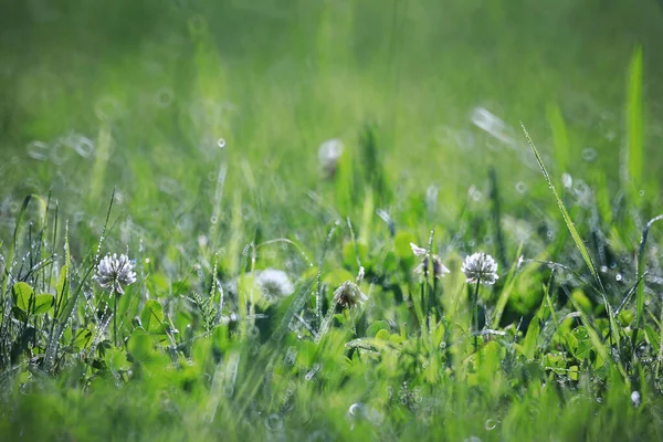 Une fleur sauvage. Petites fleurs sur une prairie verte . — Photo