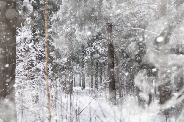 Paisaje invernal. Bosque bajo la nieve. Invierno en el parque . — Foto de Stock