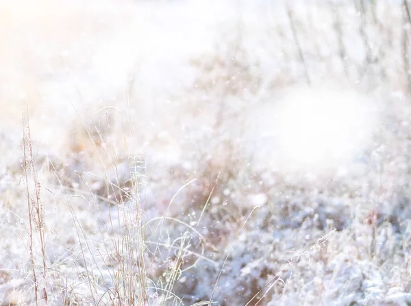 Winter Park. Landscape in snowy weather. January. — Stock Photo, Image