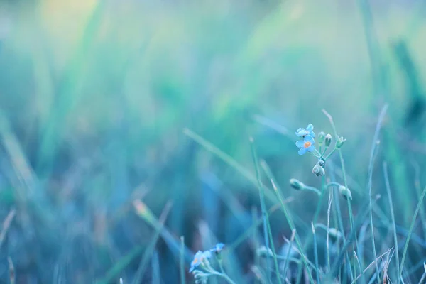 Flor salvaje. Flores pequeñas en un prado verde . — Foto de Stock