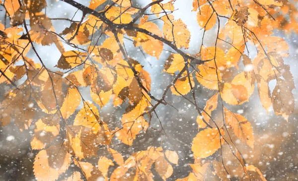 Herbstpark im ersten Schnee — Stockfoto