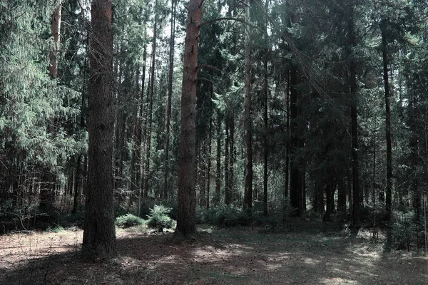 Tallskog. Djupet av en skog. Resa genom skogsstigar. T — Stockfoto