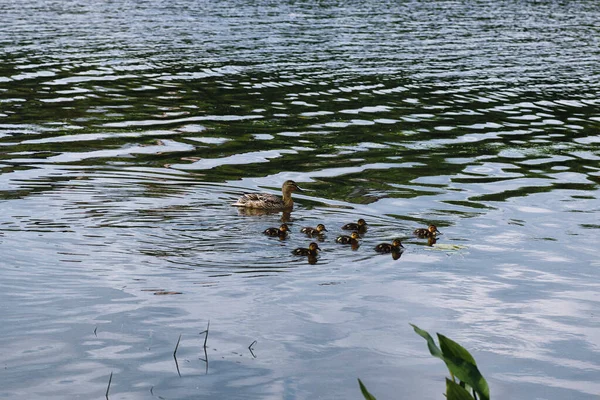 Πουλιά στη λίμνη. Ένα κοπάδι από πάπιες και τα περιστέρια από το νερό. Mi — Φωτογραφία Αρχείου