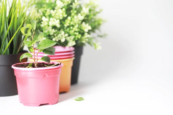 Planta en maceta en un trasplante y cuidado — Foto de Stock