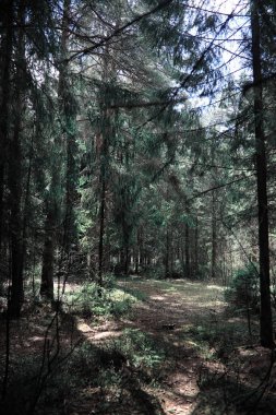 Çam ormanı. Bir ormanın derinliklerinde. Orman yolları ile yolculuk. T