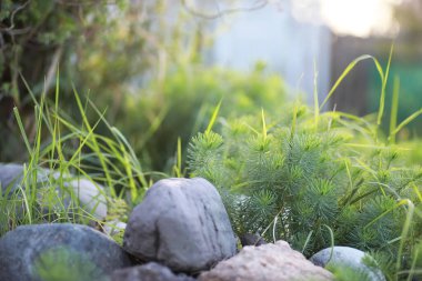 Bahar doğası. Bahar öğleden sonra sulu genç yeşillik.