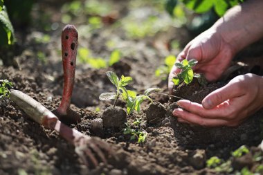 Eller yere iniş için küçük Fideler