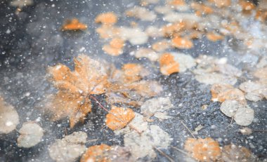 İlk karda sonbahar parkı