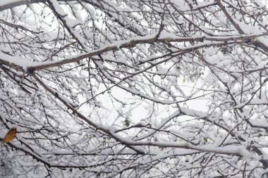 Karla kaplı Kış park ve banklar. Park ve beslenme için pier 