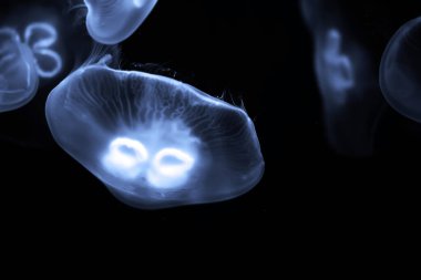 Mavi deniz anası su altında yüzmek