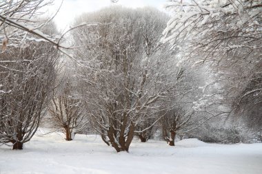 Winter Park 'ta. Karlı havada manzara manzarası. Ocak.