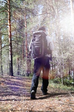 Bir turist bir çam ormanı ile bir sırt çantası içinde bir adamdır. A tr hiking