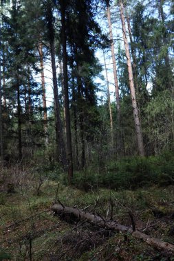 Çam ormanı. Bir ormanın derinliklerinde. Orman yolları ile yolculuk. T