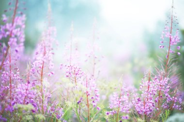 Sahada sis var. Beyaz sis ile Akşam doğa yaz.