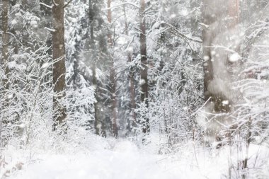 Kış manzarası. Karların altındaki orman. Parkta kış.