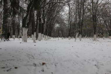 Park kış ağaçları ve patika