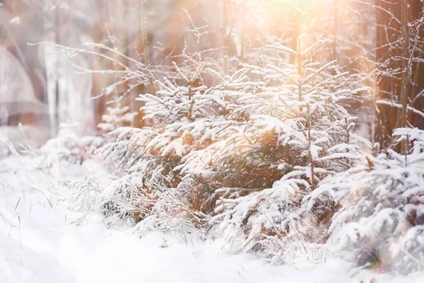 Vinterlandskap. Skog under snön. Vinter i parken. — Stockfoto