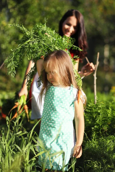 Sang Ibu Dan Gadis Kecilnya Memetik Wortel Kebun — Stok Foto
