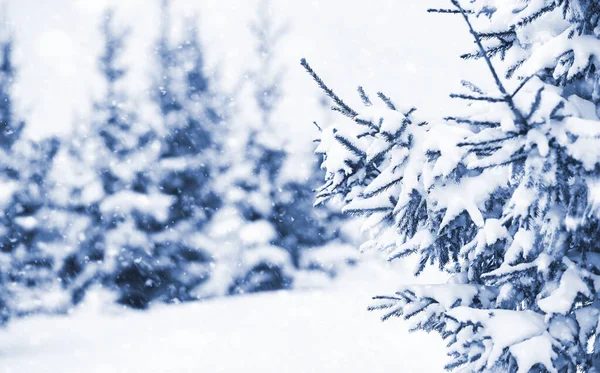 Landschap in de winterdag — Stockfoto