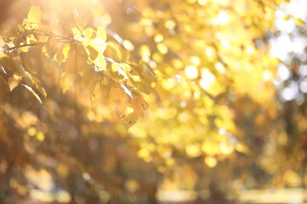 Autumn background in the park — Stock Photo, Image