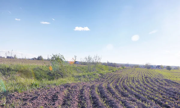 El paisaje es verano. Árboles verdes y hierba en una tierra rural — Foto de Stock