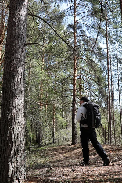 Egy ember, egy turista, egy fenyves erdőben, egy hátizsák. A kirándulás tr — Stock Fotó