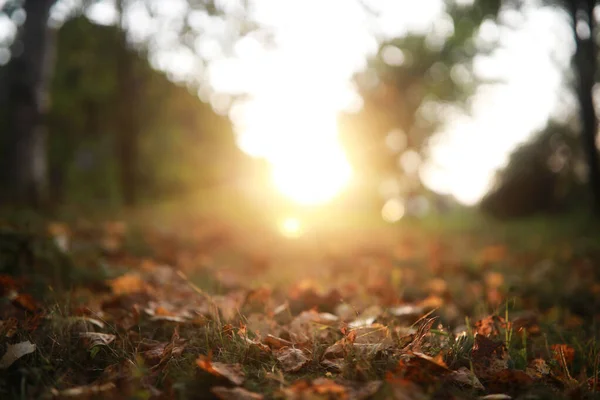 Fin de temporada de verano en el parque — Foto de Stock