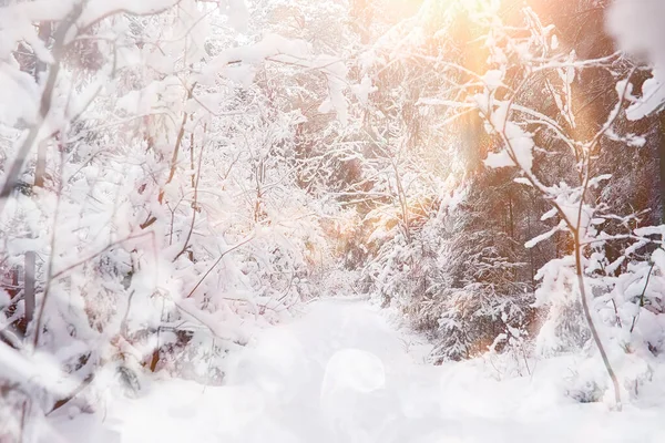 Paisaje invernal. Bosque bajo la nieve. Invierno en el parque . —  Fotos de Stock