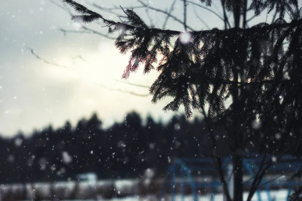 Fir Tree winter — Stock Photo, Image