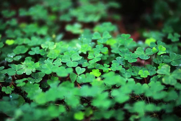 Fondo del trébol de la planta de cuatro hojas. Símbolo tradicional irlandés — Foto de Stock