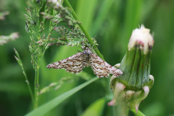 Boerderij in de natuur buiten — Stockfoto