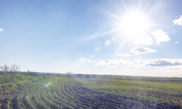 El paisaje es verano. Árboles verdes y hierba en una tierra rural — Foto de Stock