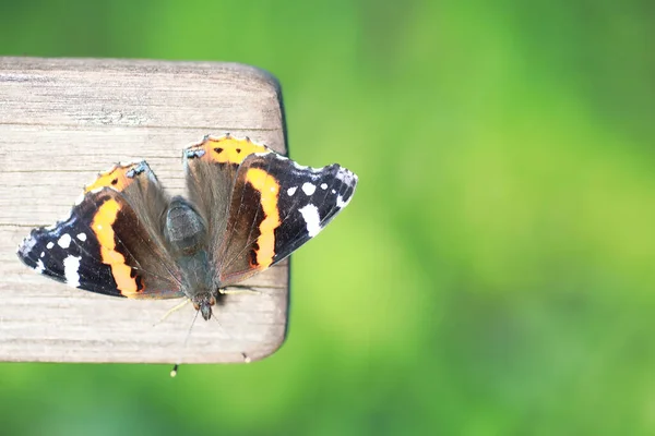 Petit Papillon Sera Assis Sur Arbre Dans Soirée Printemps — Photo
