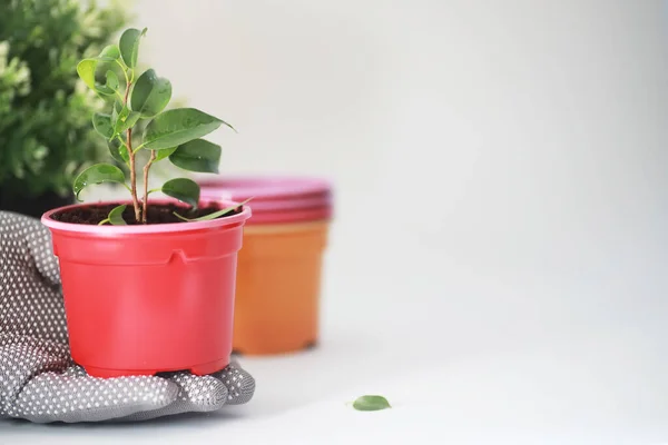 Planta en maceta en un trasplante y cuidado — Foto de Stock