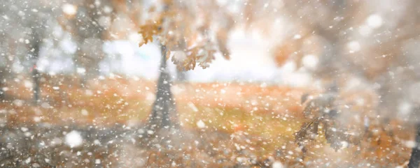 Parco autunnale sullo sfondo nella prima neve — Foto Stock