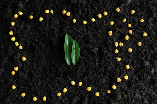 Seeds in the ground. Seed preparation for planting in the spring — ストック写真