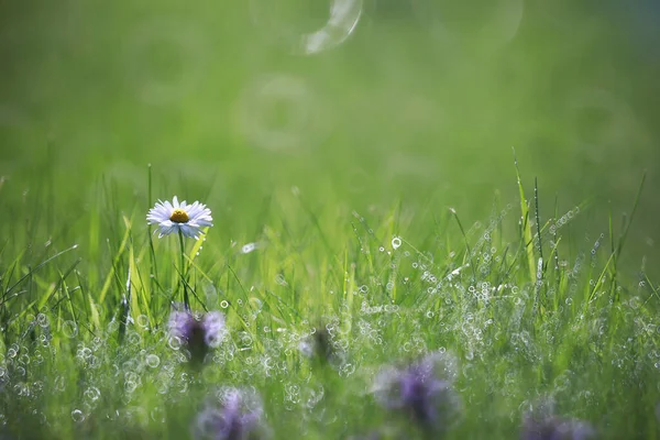 Flor salvaje. Flores pequeñas en un prado verde . — Foto de Stock