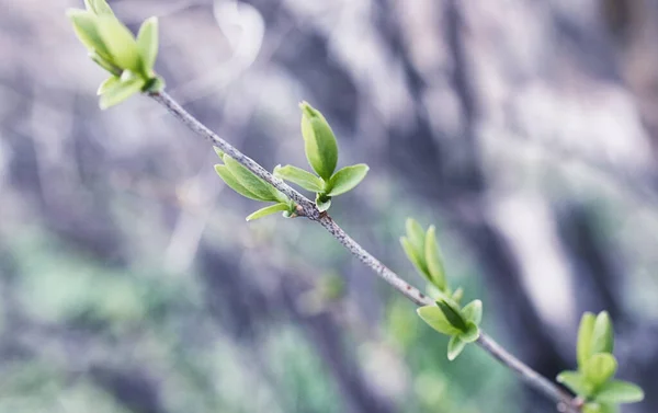 Landschaft ist Sommer. grüne Bäume und Gras in einem ländlichen Land — Stockfoto