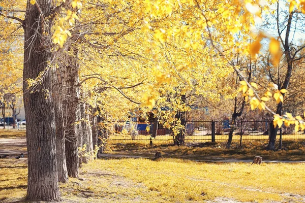 秋天自然。叶子和灌木与黄色叶子在 p — 图库照片