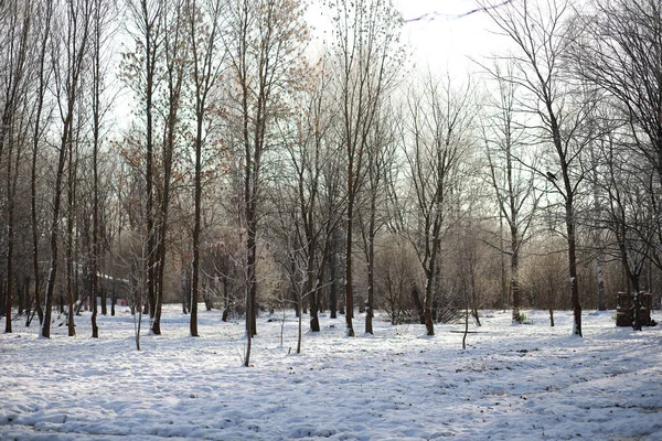 Vinterparken. Landskap i snöigt väder. Januari. — Stockfoto