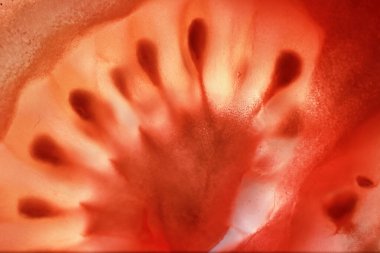 Kırmızı domates tohumları doku ile ikiye böldüm