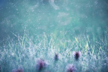 Vahşi çiçek. Yeşil çayırda küçük çiçekler.