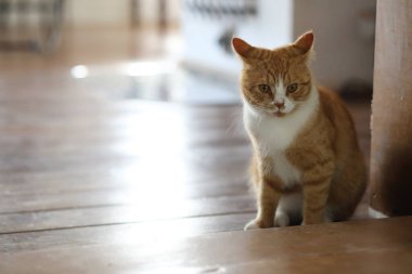 Odadaki sevimli küçük kedi manzarası