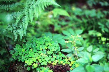 Bitki yonca dört yaprak arka plan. İrlanda geleneksel sembolü