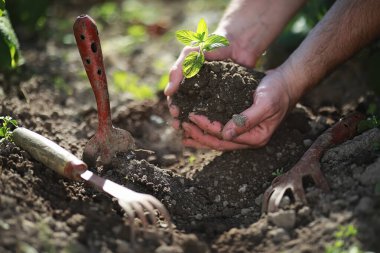 Eller yere iniş için küçük Fideler